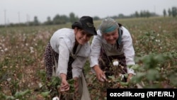 Uzbekistan - Uzbek girls are picking cotton in Tashkent region, undated